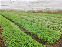 Own Farm Vegetables Cultivation with Netting